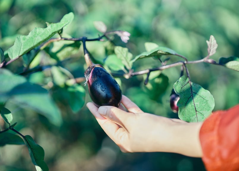 ヘタ紫なす 品目紹介 加賀野菜金沢市農産物ブランド協会