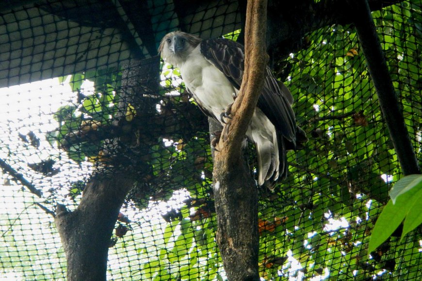 獲物オスプレイの鳥、パンディオンハリアテス、餌キャッチ魚、メキシコ。自然の野生動物のシーン。死んだ魚とワシ。食べ物を持つ鳥。自然の野生動物のシーン。の写真素材・画像素材Image 93705862