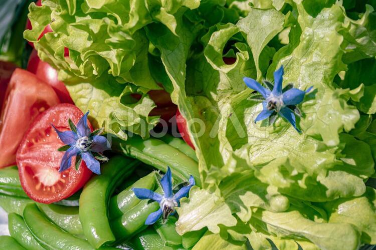2品で大満足♪ スナップエンドウとエリンギのトマトマリネ