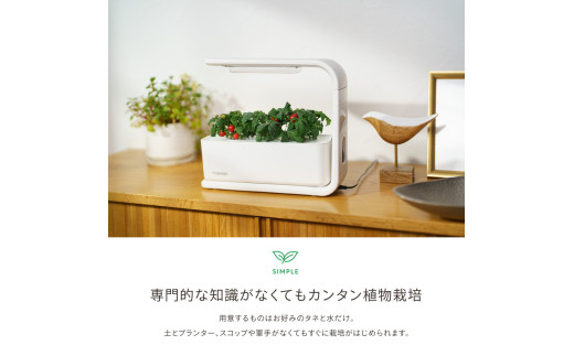 初めての水耕栽培でサンチュを育ててるんですけどこれってカビです- Yahoo!知恵袋