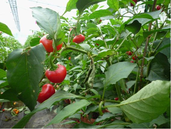 パプリカミーミ