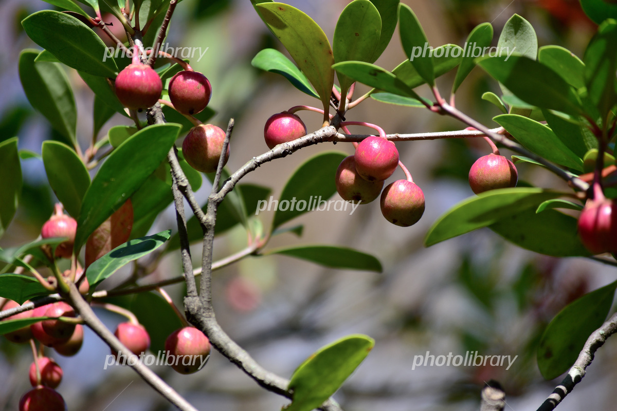 モッコクの実を食べる ＊ヤマガラ: メンバラ＆身近な自然