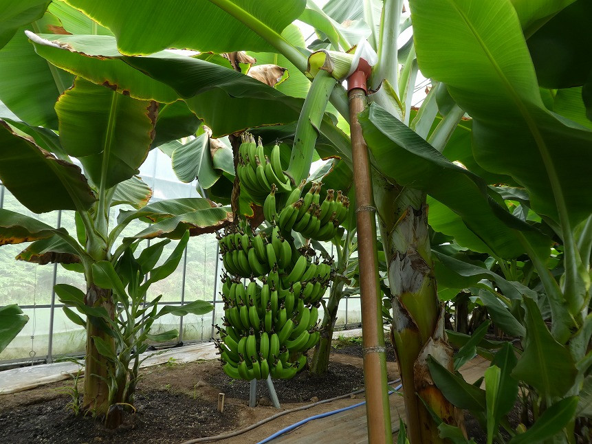 バショウの実・追記してみたよけりこ