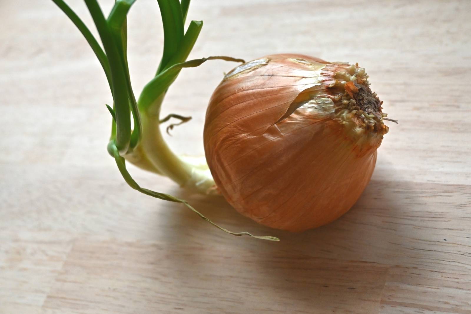 玉ねぎから芽が出てきた！個性豊かな野菜たちをご紹介！Vol.3 Farble Online by Oisix ra daichi