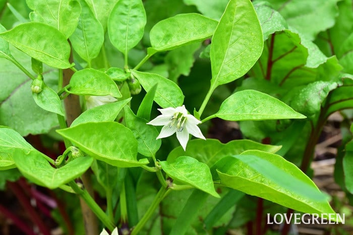 見た目がヒント！何の仲間か知ってる🫑？ 投稿を見て、🫑ピーマン🫑に詳しくなったと思ったら 「いいね♡」をお願いします！ ピーマンは中南米が原産の🌶️とうがらし🌶️の仲間！とうがらしの絡みを抑えるように品種改良をして 「ピーマン 」や「パプリカ」が生まれ