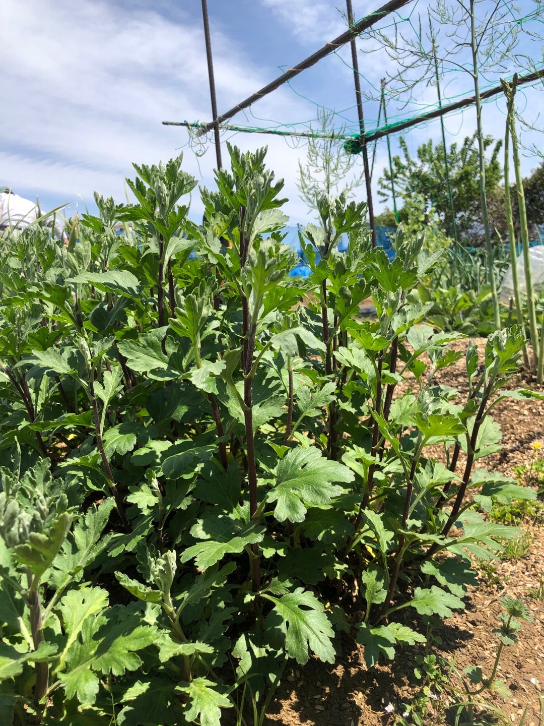食用菊 もってのほか・延命楽