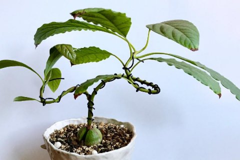 ほぼ100％の成功率！アボカドの種を水栽培で発芽させる方法 完全版WOOTANG ウータン 水だけで育てる観葉植物-水耕栽培通販サイト