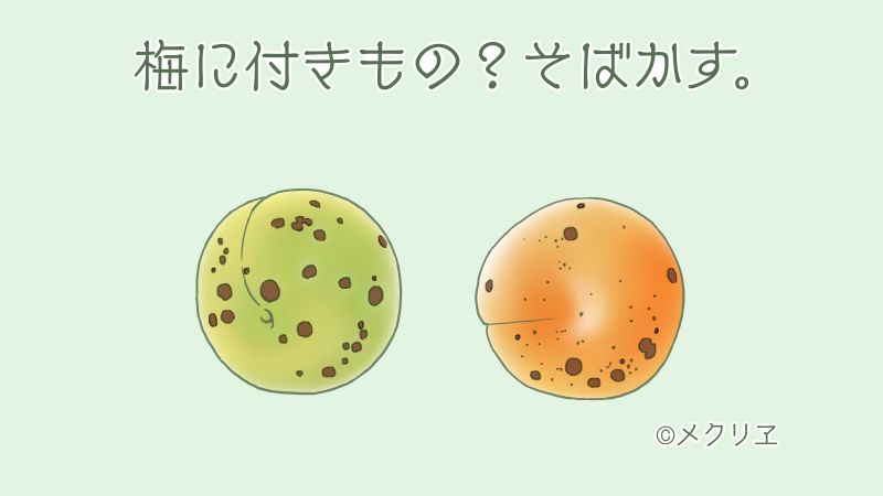梅を頂きました沢山黒い斑点があります梅干しにしても大丈夫でし- Yahoo!知恵袋