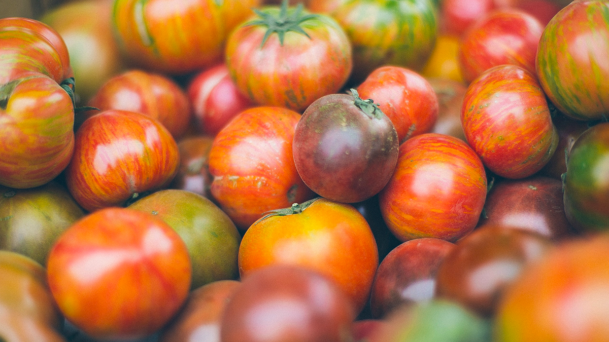 緑の板の腐ったトマト - しおれているのストックフォトや画像を多数ご用意 - しおれている, ウジ, オーガニック - iStock