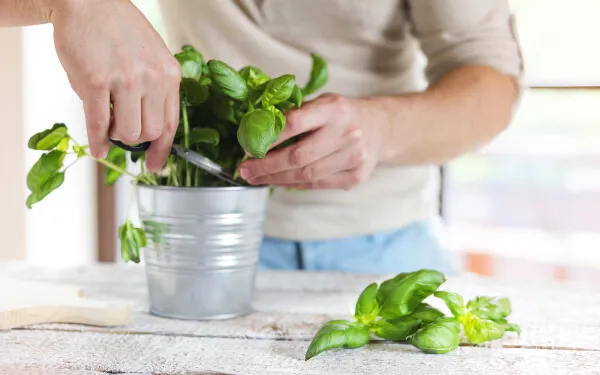 バジル栽培 室内で簡単に！初心者でもばっちり収穫のポイント - 農業屋