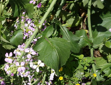 大根を切ったら中が青い ！これって食べられる？捨てなきゃダメ？ - macaroni