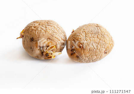 芽の出たジャガイモの断面の写真素材22444024- PIXTA