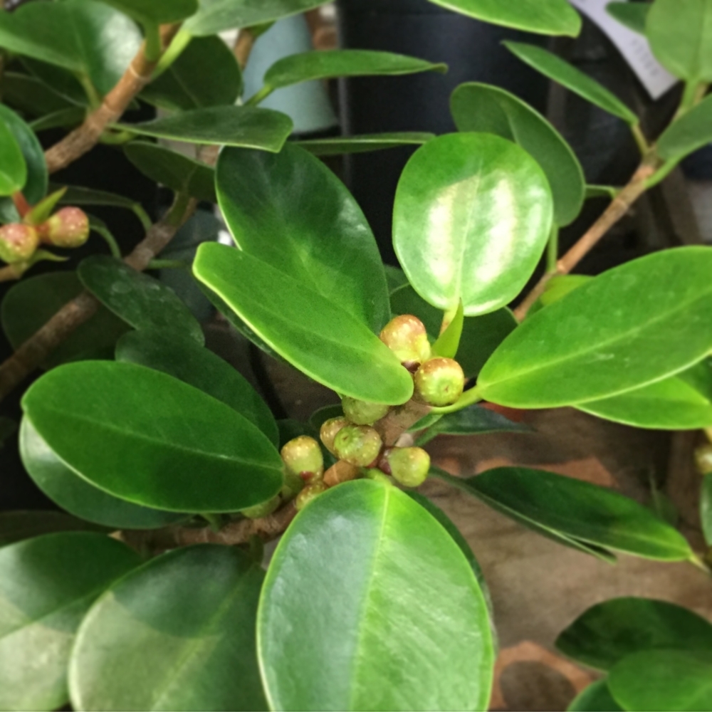 ガジュマル花実葉散歩