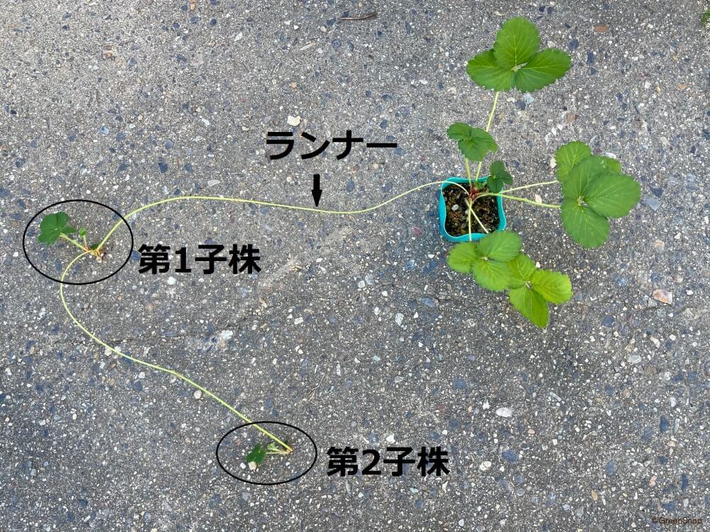よつぼし🍓栽培記録そだレポ 栽培レポート byもずちゃんみんなの趣味の園芸