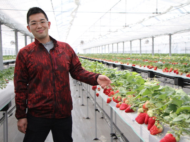 燃料価格高騰は結構痛い」イチゴ収穫最盛期も“ハウス内の温度調節に四苦八苦”宮城のニュース│tbc NEWS│tbc東北放送1ページ