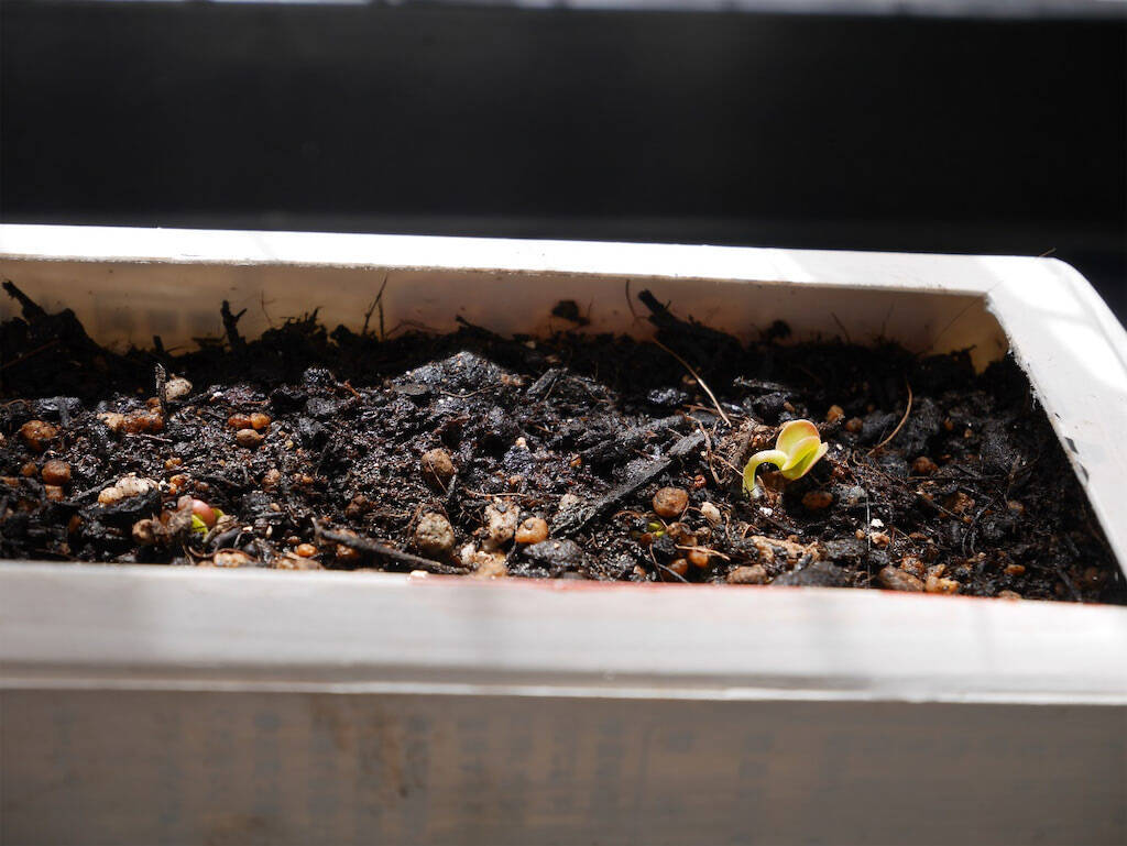 牛乳パックを使って室内ラディッシュ栽培に挑戦🌱🍀GreenSnap グリーンスナップ