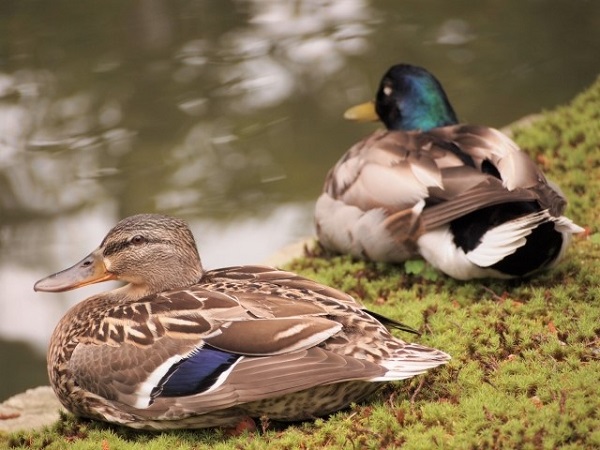 黒と白の木製アヒルと北京ダックを観察の写真素材・画像素材 Image 11051741