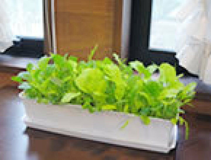 ベビーリーフを何度も収穫！節約＆簡単にできる育て方ガイド暮らしの中に土いじりを。TSUCHILL ツチル