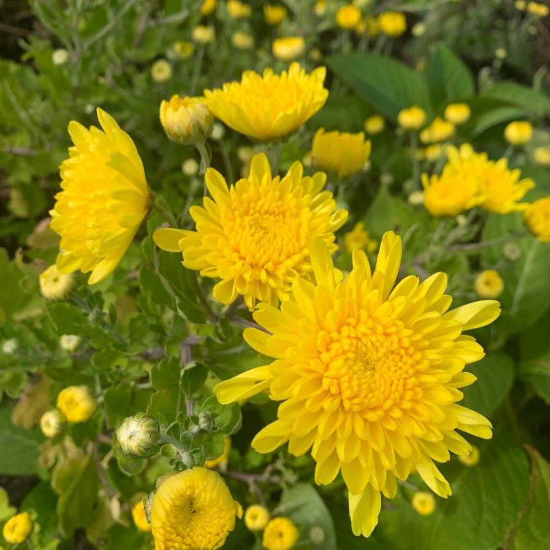 食用菊 株分け苗 5本 - メルカリ