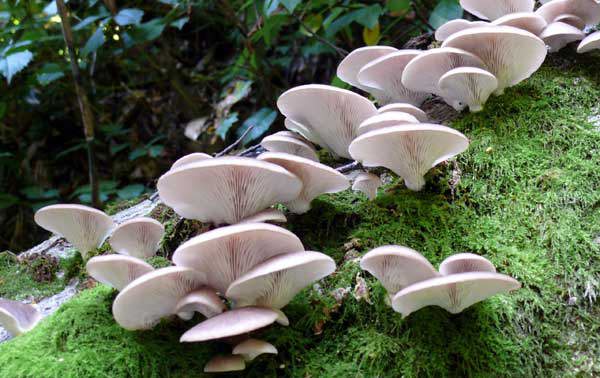 スーパーで買える食用きのこの種類 - vegeness ベジネス 日本最大のヴィーガン情報サイト