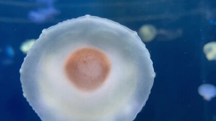 まるで「目玉焼き」なクラゲ コティロリーザツベルクラータに注目