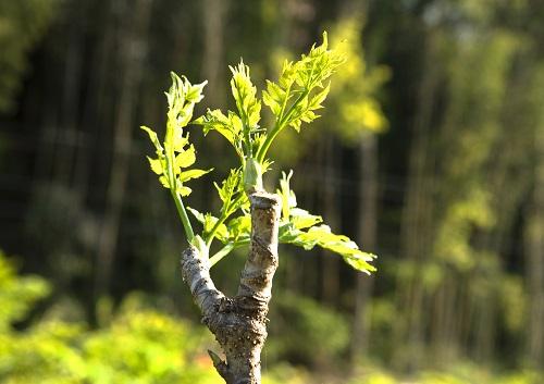 タラの芽 タラノメ 販売、美味しい料理方法 天然きのこ山菜.com