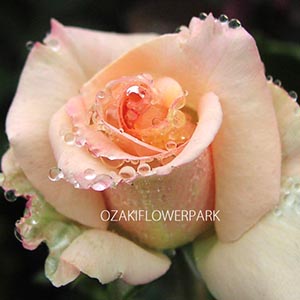 ハイブリッド・ティーの育て方KINCHO園芸