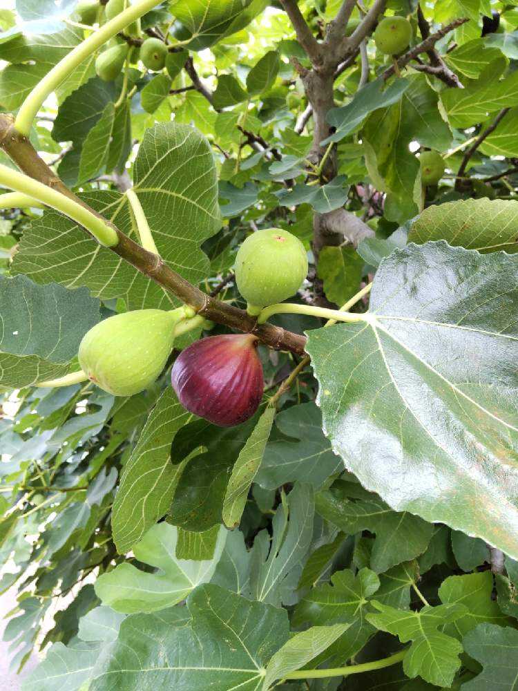 食べられる木の実を拾って自然な秋の味覚を堪能する 銀杏・柴栗・どんぐりなどshave off mind