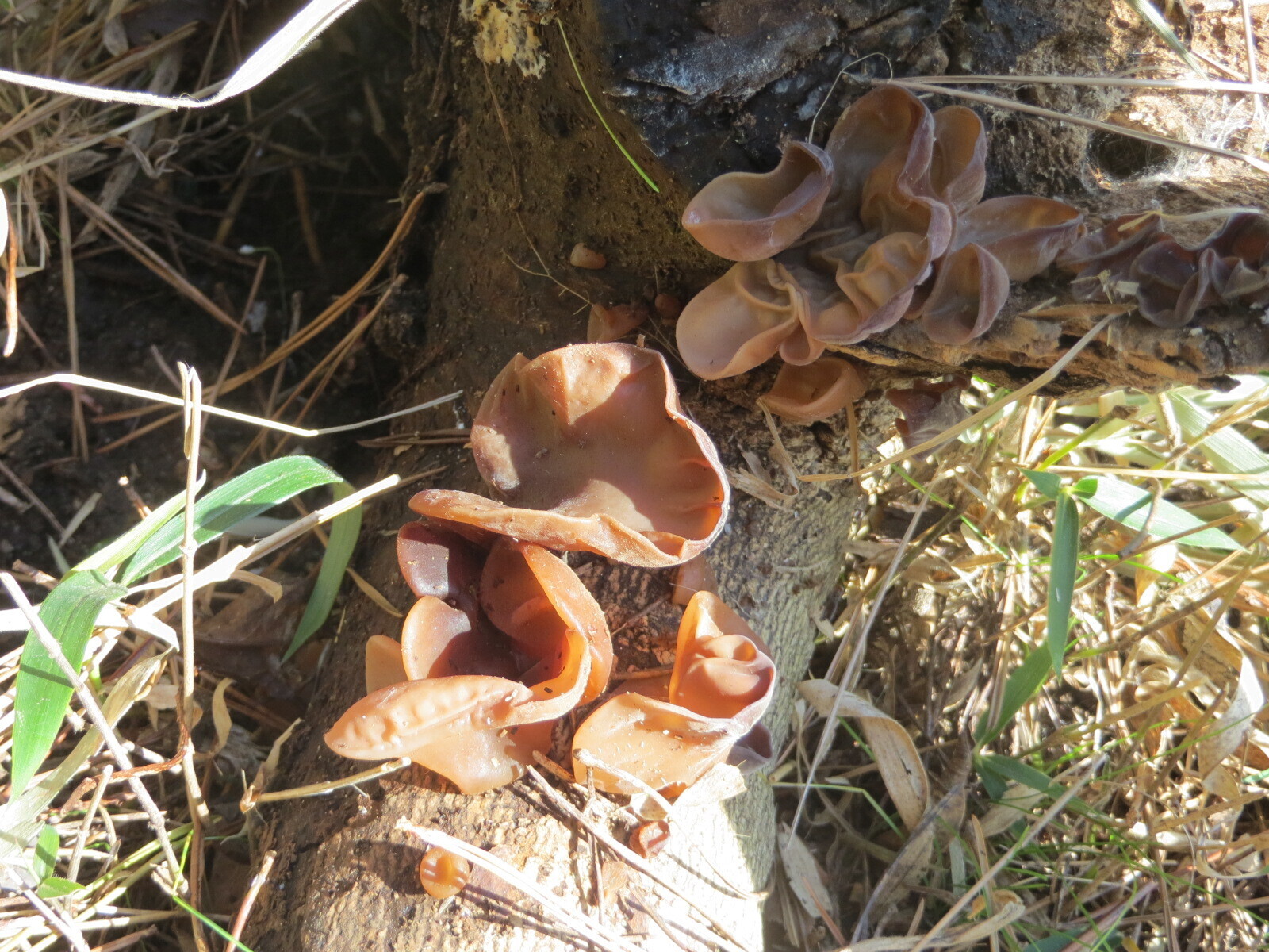 椎茸 シイタケ とは？ 意味や使い方 - コトバンク