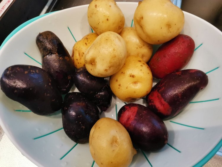 富山の郷土料理といえば？代表的な5つを紹介toieba トイエバ