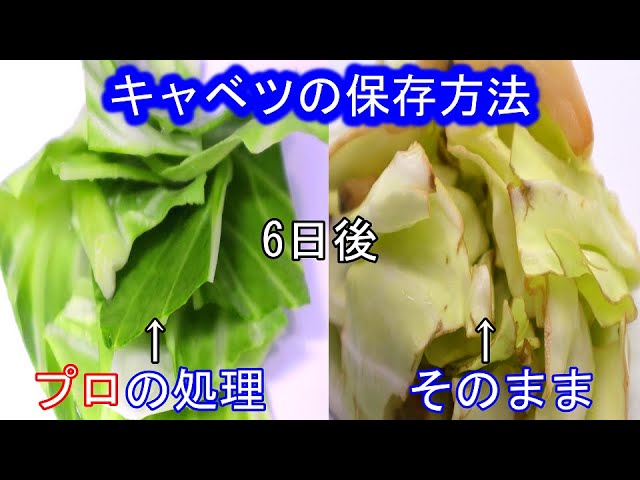 キャベツ 切った断面や葉の一部が黒ずんでいる 食べられる？管理栄養士が教える賞味期限の見分け方ヨガジャーナルオンライン