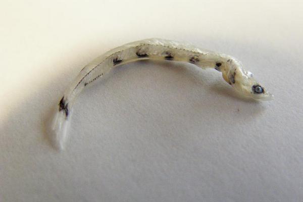 しらすってどんな魚？特徴やレシピ、ちりめんじゃことの違いもご紹介！クラシル