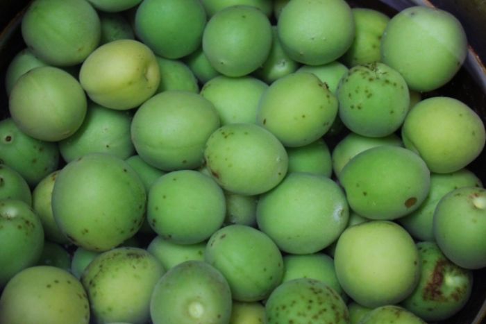 青い果実」の76万点のロイヤリティフリー画像、写真素材、絵Shutterstock