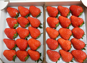 採れたていちごの直売所×アウトドア空間！ 美味しくてオシャレないちご農園♪ いちごの木△ 島根県安来市 出雲テラスエポラコラムサイト