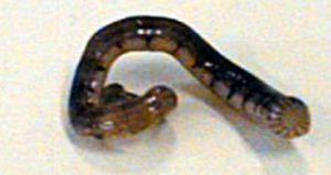 カニビルの卵を剥がす方法！蟹の甲羅についた黒いぶつぶつの取り方ご紹介カニとおせち