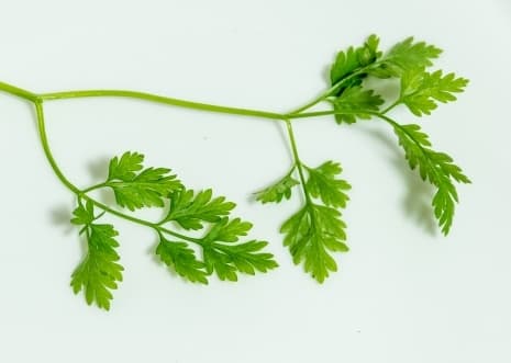 バジル、チャービル、イタリアンパセリを収穫してベランダハーブを食べる、飾る一人暮らしAll About