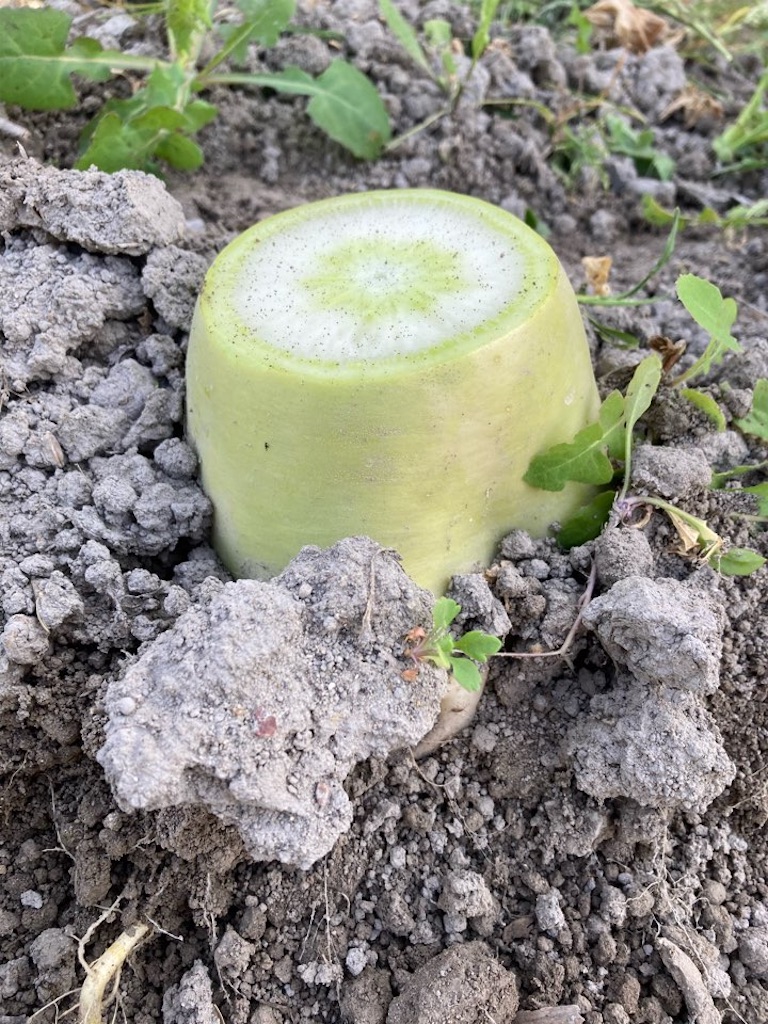 「白菜の収穫・保存」, ①収穫した白菜の枯れた外葉を取り除き丸ごと新聞紙で包みます。, ②包んだ白菜は畑にある様に立てた状態で陽の当たらない涼しい場所で常温保存する。, ③ 約１ヶ月は保存が可能です。, 「大根の収穫・保存」, ①深さ約５０cmほどの穴を掘り、収穫した大根の葉を切り落とし畑にある様に立てて土をかけながら並べる。, ② この上にもみ殻を約１０cmほどの厚さで覆う。,