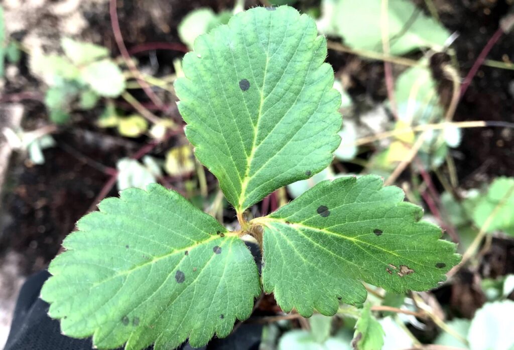 イチゴがヤバいっ！お病気か？！Sunday, Sunny day