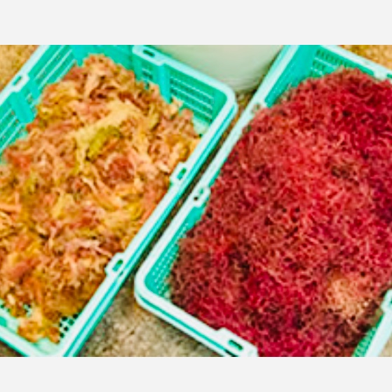 おきゅうと」とは何？おいしい食べ方は？海藻やところてん好きにおすすめ！！ 海藻加工品