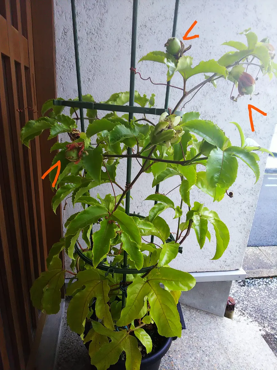 屋外越冬パッションフルーツそだレポ 栽培レポート by蘭丸みんなの趣味の園芸