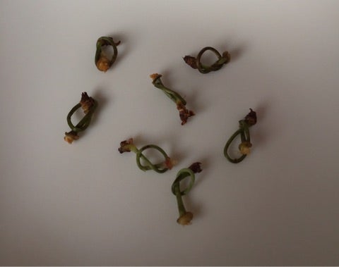 サクランボの真菌病モニリア症。夏や春の病気で枯れた葉や芽が木に生えています。写真素材2304156829Shutterstock