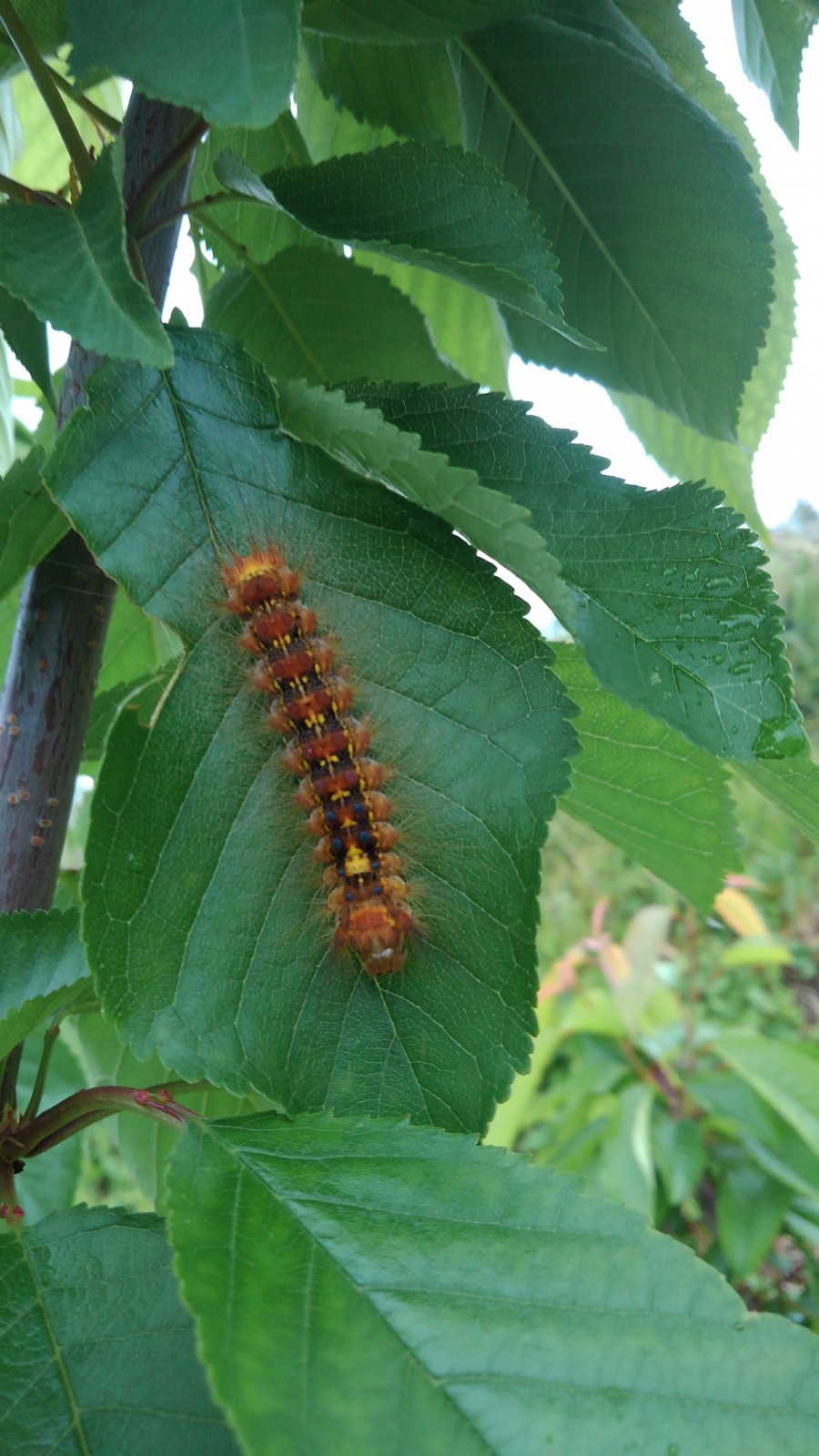 さくらんぼ 種から発芽させる方法TikTok