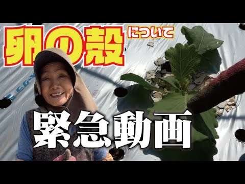 家庭菜園 手作り虫よけスプレー5選！ニームオイルで害虫被害が激減！１坪菜園ぐらし