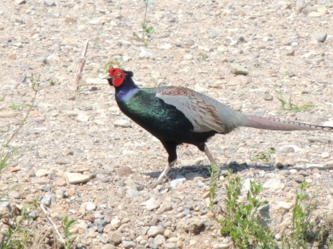宮中の新年祝賀会の「おきじさま 雉酒 」ジンギスカンと天然ジビエ 肉のスズキヤ
