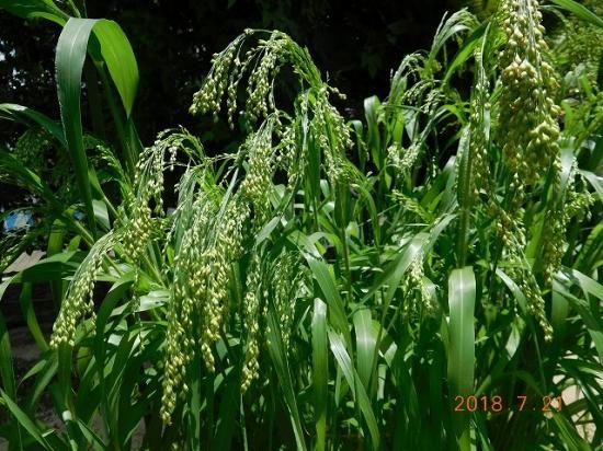 もちきびとはベストアメニティ株式会社