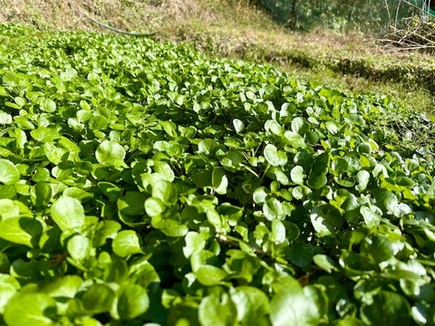 しげちゃん農園:クレソン栽培その２