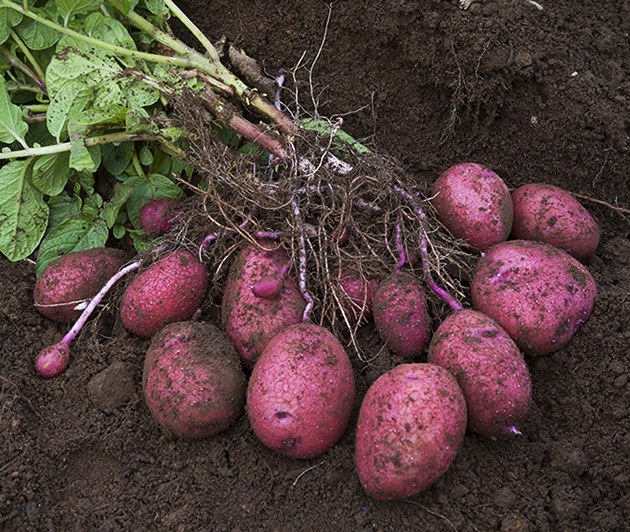 デストロイヤー – 松風カンパニー新上木食堂八風農園岩田商店フライベッカーハウスプンクト