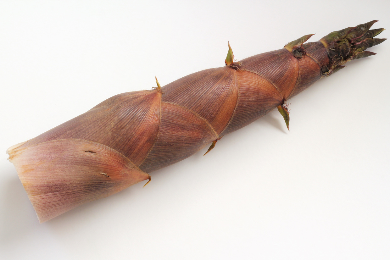 旬の野菜淡竹 はちく 庭乃桃 にわの・もも料理・食文化研究家、文筆家