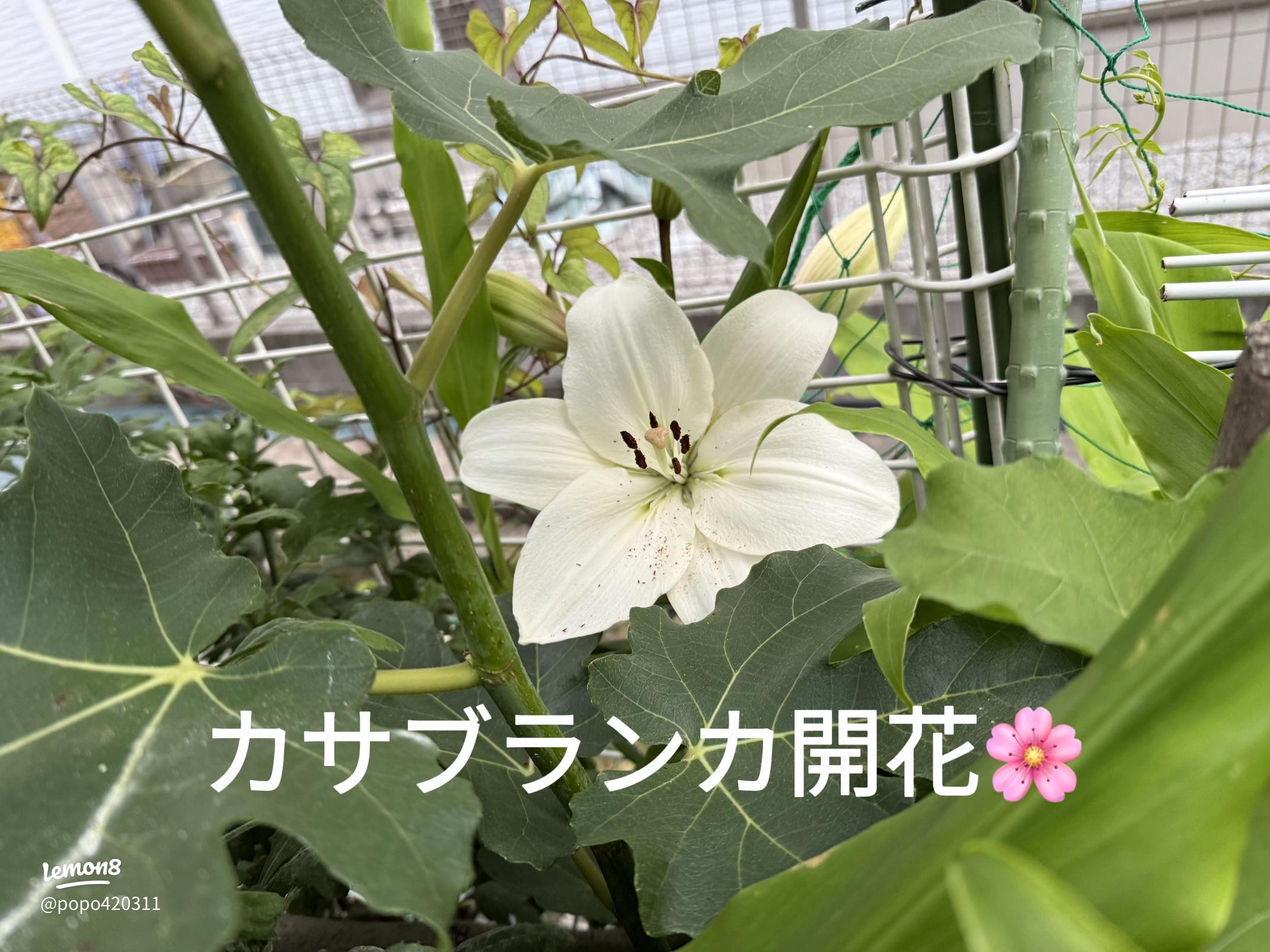 春菊の花！食用としての食べ方とは？野菜大図鑑
