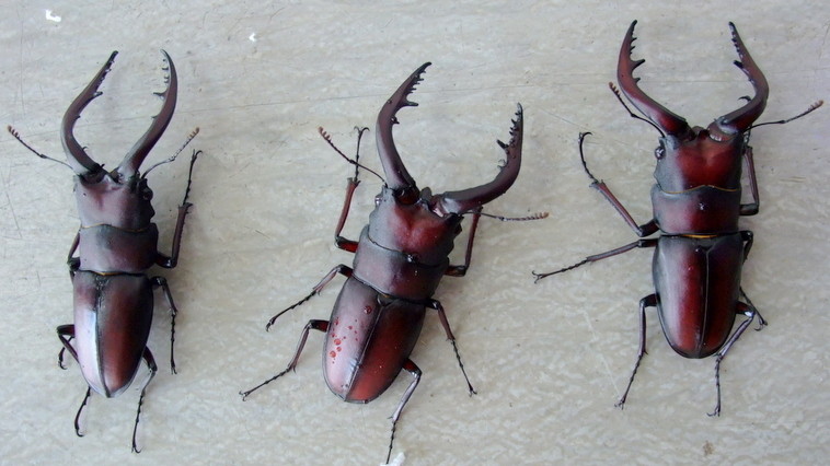 世界のクワガタ図鑑 ノコギリクワガタ属のご紹介をします。月虫